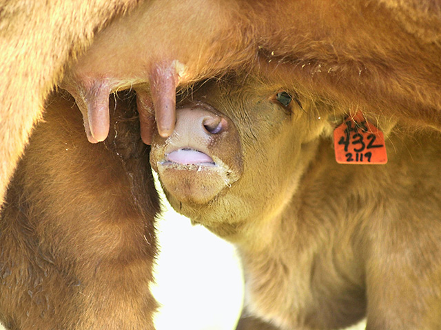 Scours can be caused by any number of viruses, bacteria and/or parasites. Appropriate treatment requires a diagnosis of the cause. (DTN/Progressive Farmer photo by Jim Patrico)